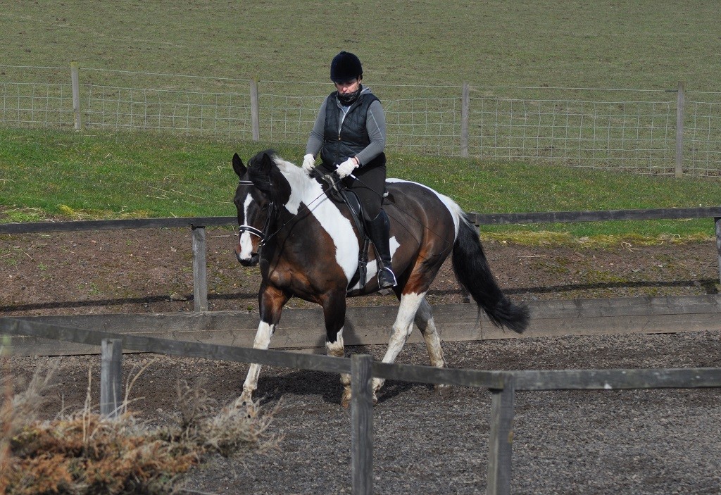 A coloured horse trotting