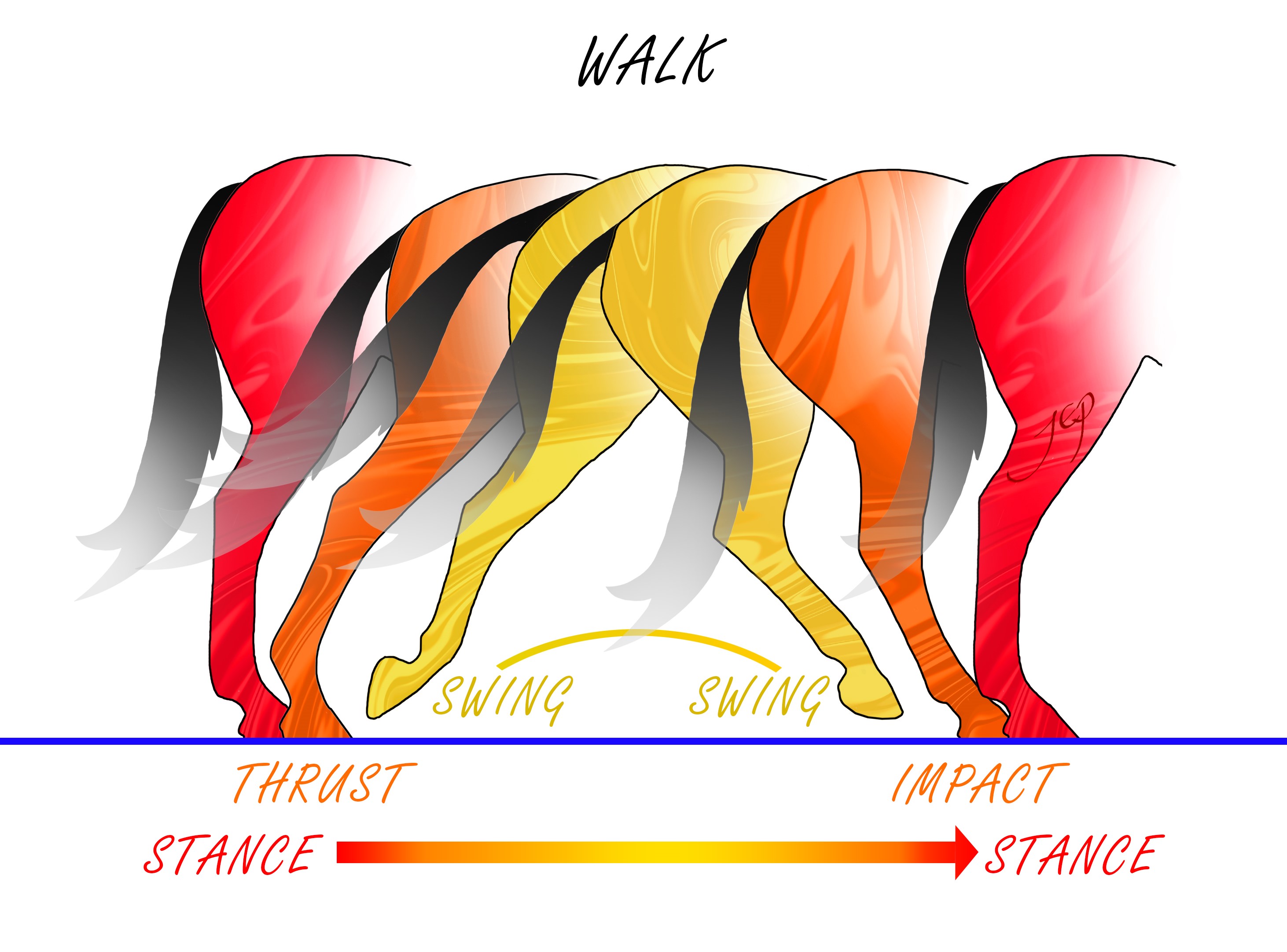 Gait cycle - walk