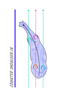 Counter shoulder-in positioning of the horse