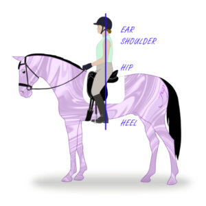 Ear, shoulder, hip and heel alignment in the rider
