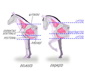 Horse thoracic sling muscles